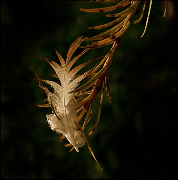 1157593_641243832567508_530237150_n